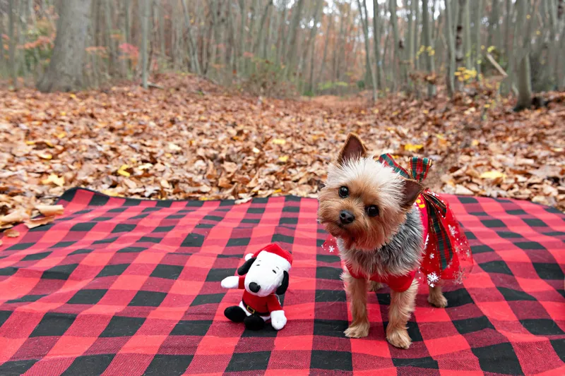 A photo of a Yorkshire "Yorkie" Terrier dog in a red Christmas dress on a buffalo plaid picnic blanket next to her toy in the woods amongst the fall foliage. The photo is by Laura Pea Photography, a Long Island based pet photographer. 