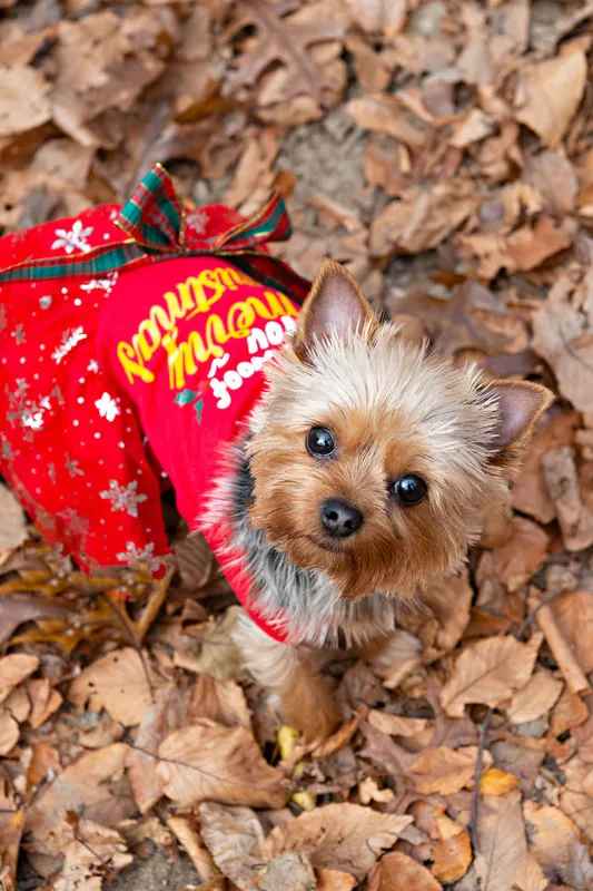 A photo of a Yorkshire "Yorkie" Terrier dog in a red Christmas dress in the woods amongst the fall foliage. The photo is taken from above and the dog is looking up at the camera.The photo is by Laura Pea Photography, a Long Island based pet photographer. 