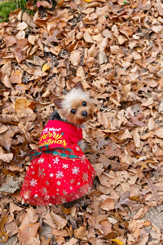 A photo of a Yorkshire "Yorkie" Terrier dog in a red Christmas dress in the woods amongst the fall foliage. She is looking up at the camera over her shoulder.  The photo is by Laura Pea Photography, a Long Island based pet photographer. 