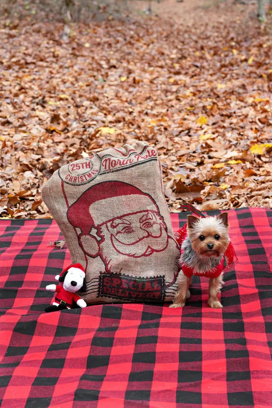 A photo of a Yorkshire "Yorkie" Terrier dog in a red Christmas dress on a buffalo plaid picnic blanket next to her toy and a Santa sack in the woods amongst the fall foliage. The photo is by Laura Pea Photography, a Long Island based pet photographer. 