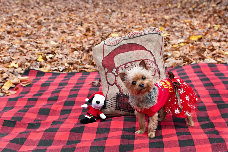 A photo of a Yorkshire "Yorkie" Terrier dog in a red Christmas dress on a buffalo plaid picnic blanket next to her toy and a Santa sack in the woods amongst the fall foliage. The photo is by Laura Pea Photography, a Long Island based pet photographer. 