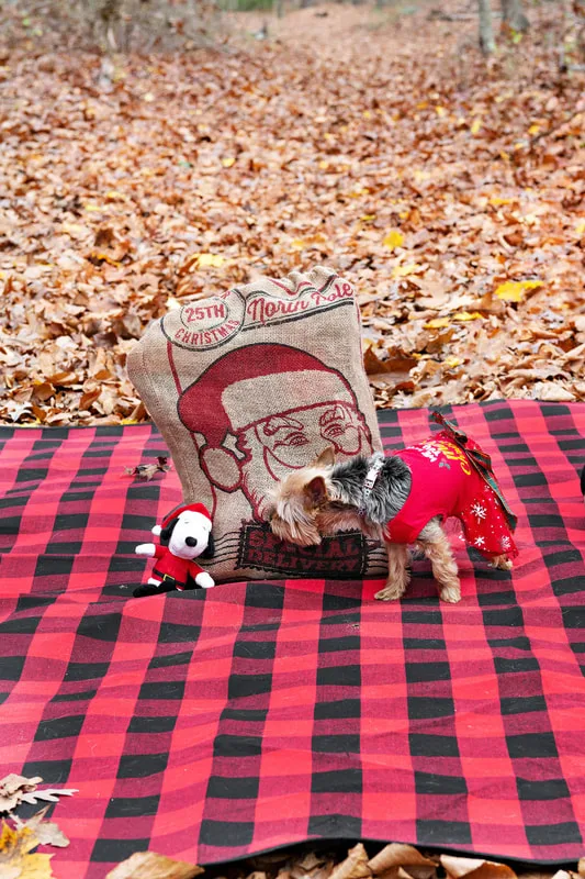 A photo of a Yorkshire "Yorkie" Terrier dog in a red Christmas dress on a buffalo plaid picnic blanket next to her toy and a Santa sack in the woods amongst the fall foliage. The photo is by Laura Pea Photography, a Long Island based pet photographer. 