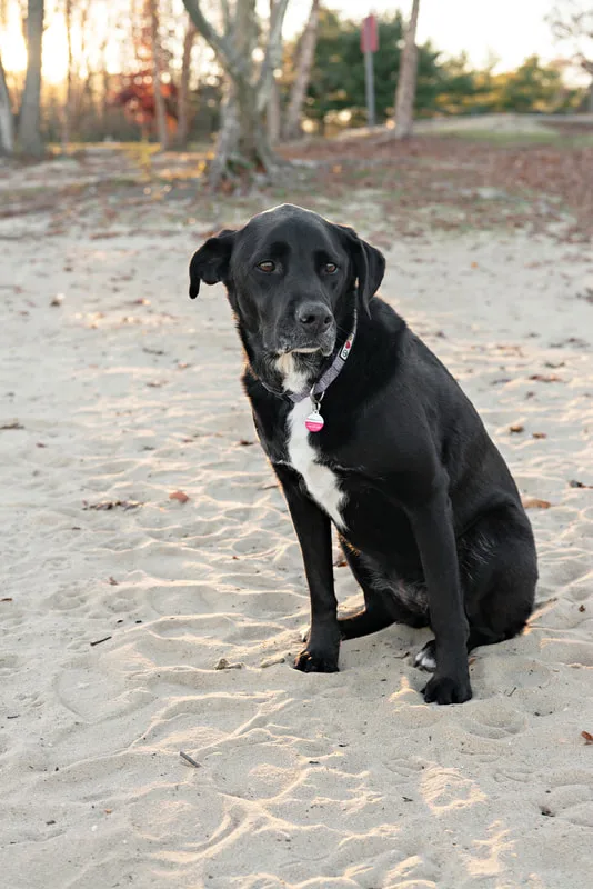 color photo of a black and white labrador mix dog sitting on the sandy beach of Lake Ronkonkoma, looking slightly off camera to the right. Portrait taken by Long Island pet photographer Laura Pea Photography