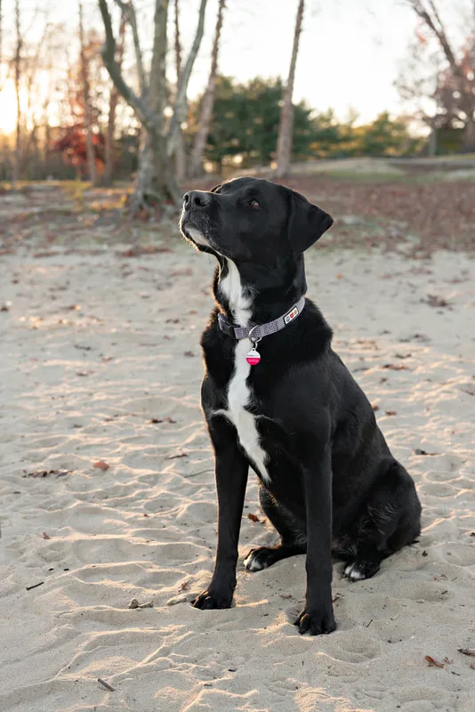 color photo of a black and white labrador mix dog sitting on the sandy beach of Lake Ronkonkoma, looking up and to the side. Portrait taken by Long Island pet photographer Laura Pea Photography