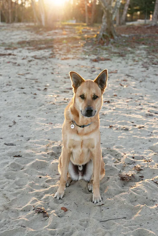 color photo of a light brown shepherd mix dog sitting on the sandy beach of Lake Ronkonkoma, looking at the camera. Portrait taken by Long Island pet photographer Laura Pea Photography