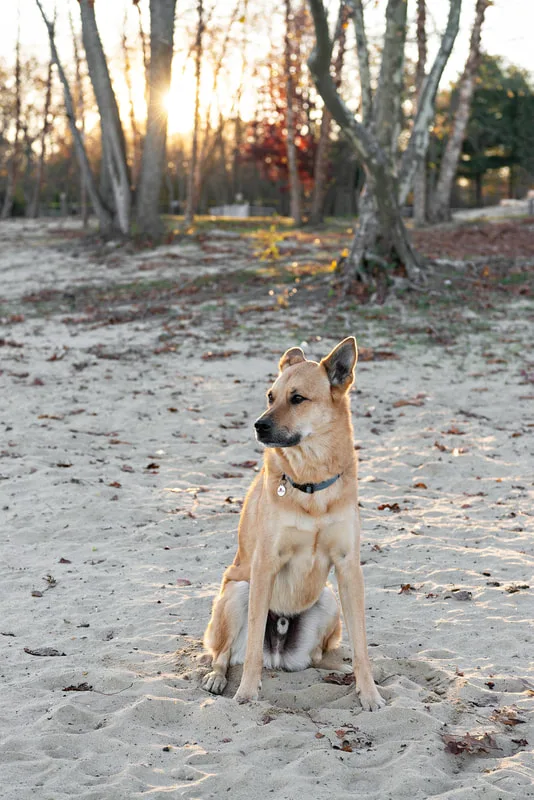 color photo of a light brown shepherd mix dog sitting on the sandy beach of Lake Ronkonkoma, looking in profile to the left. Portrait taken by Long Island pet photographer Laura Pea Photography