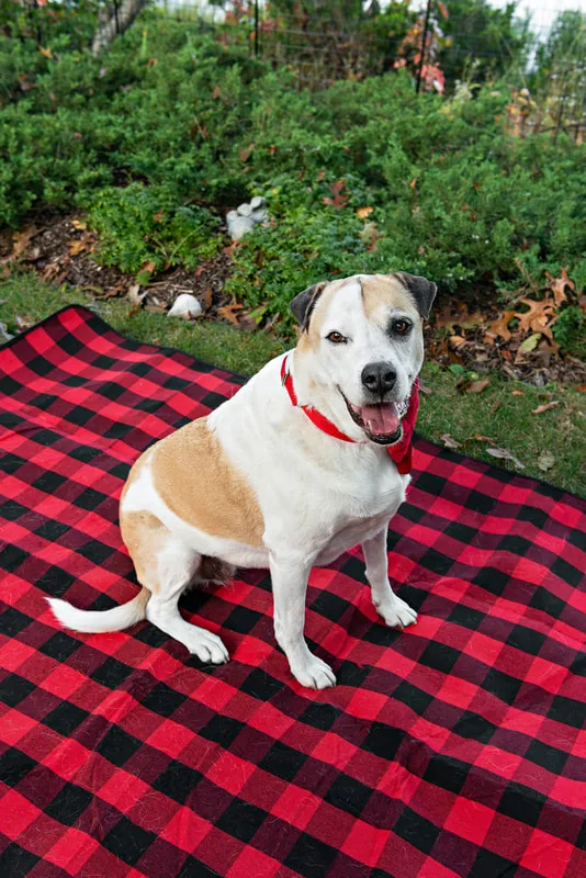 A photo of a brown and white hound mix dog sitting on a buffalo plaid picnic blanket. The photo is by Laura Pea Photography, a Long Island based pet photographer. 