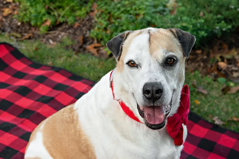 A close up photo of a brown and white hound mix dog sitting on a buffalo plaid picnic blanket. The photo is by Laura Pea Photography, a Long Island based pet photographer. 