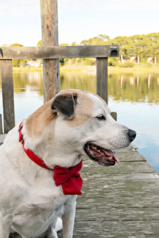 A photo of a brown and white hound mix dog. She is sitting on a dock on a creek looking to the side. The photo is by Laura Pea Photography, a Long Island based pet photographer. 