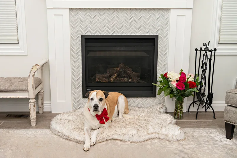 A photo of a brown and white hound mix dog sitting indoors in front of a fireplace. The photo is by Laura Pea Photography, a Long Island based pet photographer. 