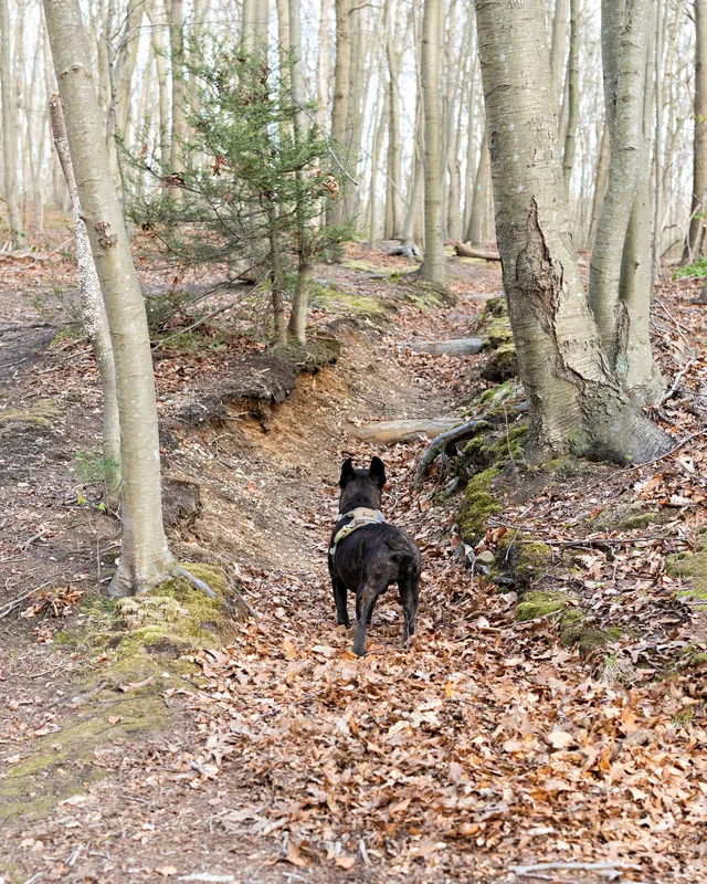Color photo of a brindle French bulldog dog in the woods at West Hills Park in Suffolk County. The photo was taken by Laura Pea Photography, a Long Island based pet photographer. 