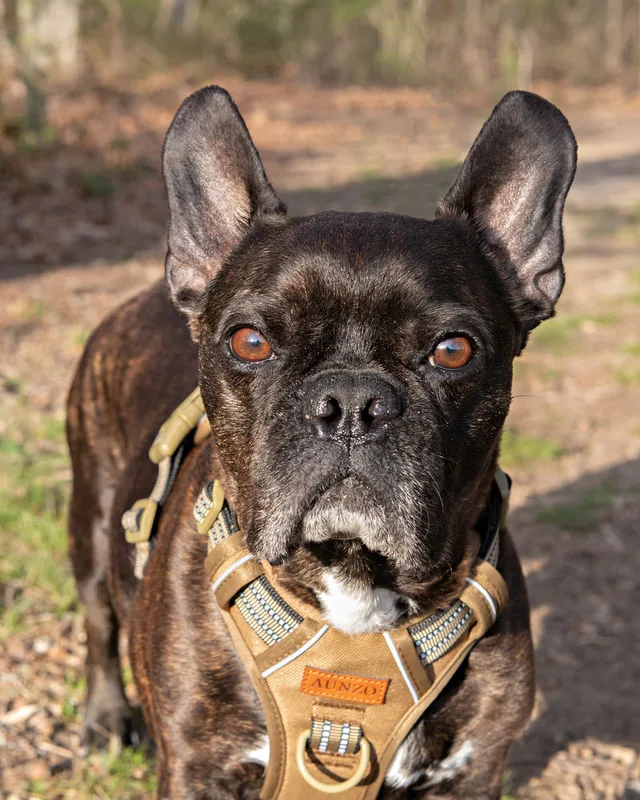 Color photo of a brindle French bulldog dog in the woods at West Hills Park in Suffolk County. The photo was taken by Laura Pea Photography, a Long Island based pet photographer. 