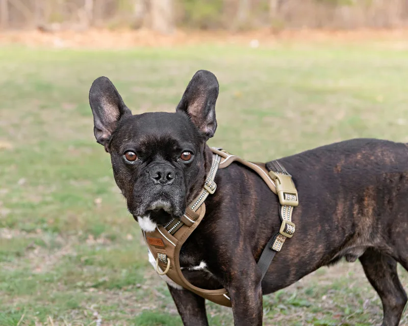 Color photo of a brindle French bulldog dog in the woods at West Hills Park in Suffolk County. The photo was taken by Laura Pea Photography, a Long Island based pet photographer. 