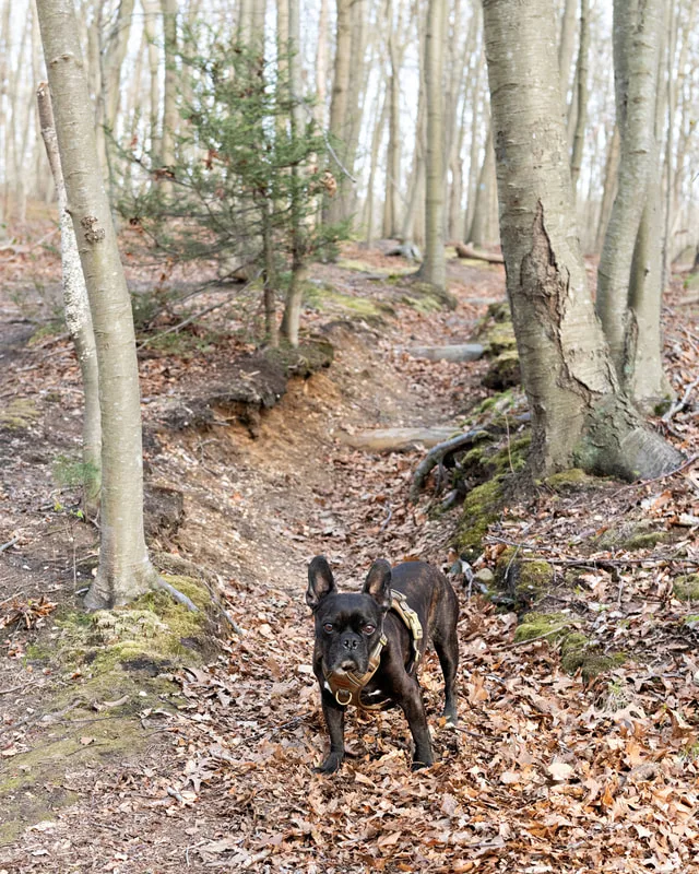 Color photo of a brindle French bulldog dog in the woods at West Hills Park in Suffolk County. The photo was taken by Laura Pea Photography, a Long Island based pet photographer. 