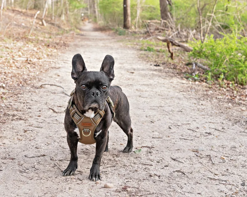 Color photo of a brindle French bulldog dog in the woods at West Hills Park in Suffolk County. The photo was taken by Laura Pea Photography, a Long Island based pet photographer. 