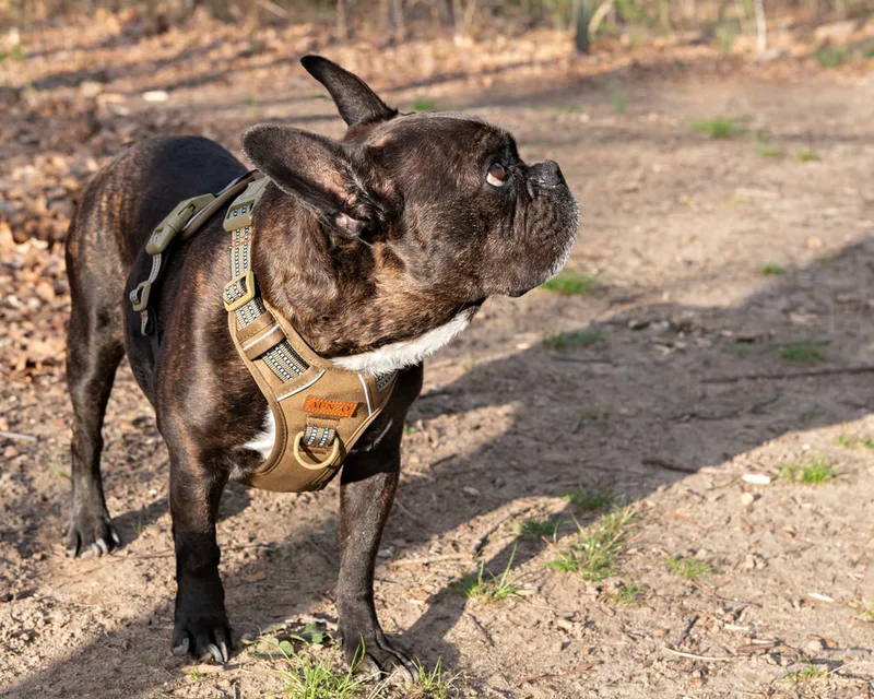 Color photo of a brindle French bulldog dog in the woods at West Hills Park in Suffolk County. The photo was taken by Laura Pea Photography, a Long Island based pet photographer. 