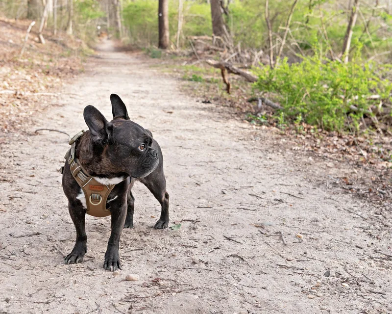 Color photo of a brindle French bulldog dog in the woods at West Hills Park in Suffolk County. The photo was taken by Laura Pea Photography, a Long Island based pet photographer. 