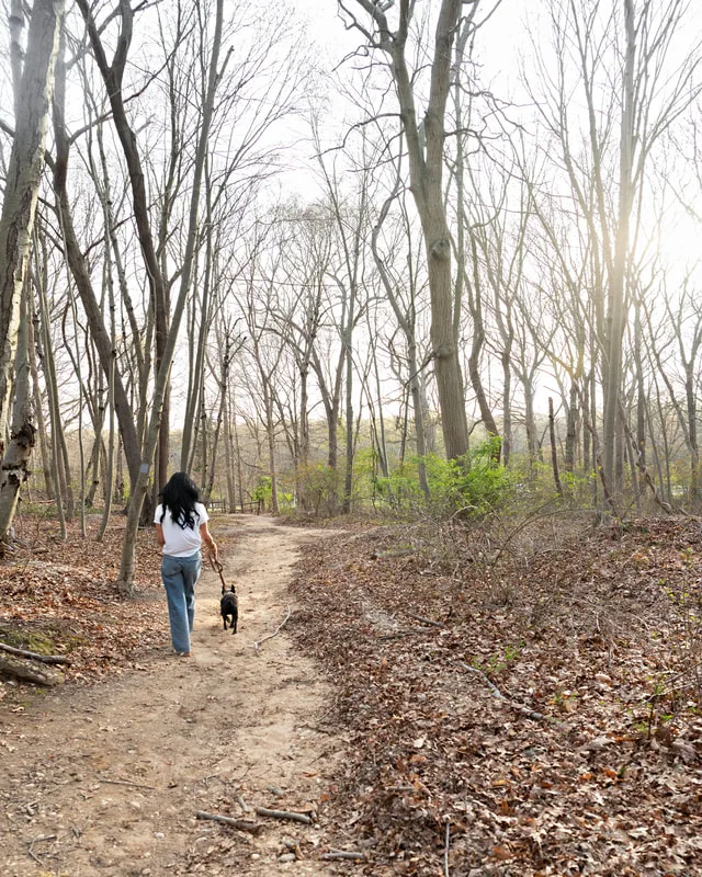 Color photo of a brindle French bulldog dog and his owner, a white woman with black hair wearing a white t-shirt and blue jeans. They walk together in the woods at West Hills Park in Suffolk County. The photo was taken by Laura Pea Photography, a Long Island based pet photographer. 