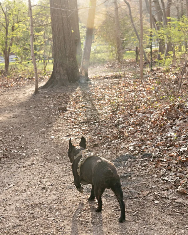 Color photo of a brindle French bulldog dog in the woods at West Hills Park in Suffolk County. The photo was taken by Laura Pea Photography, a Long Island based pet photographer. 