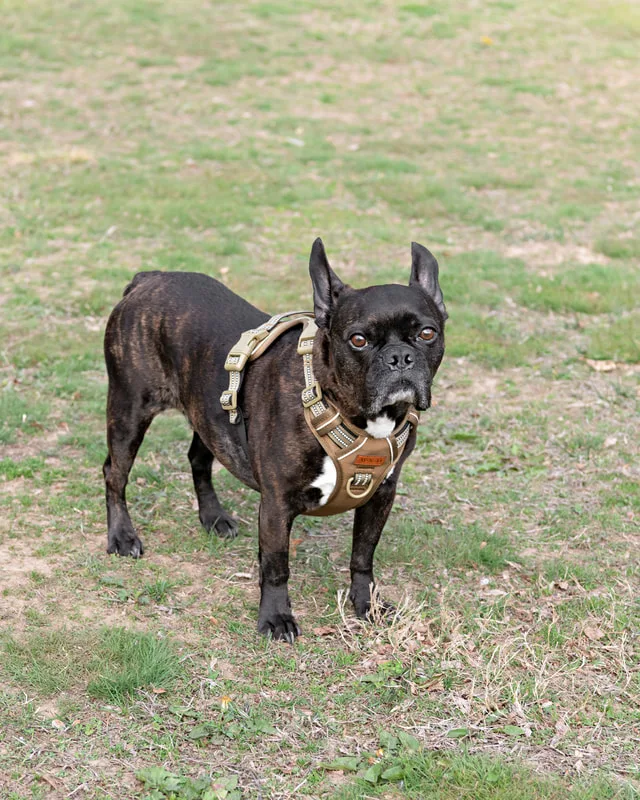 Color photo of a brindle French bulldog dog in the woods at West Hills Park in Suffolk County. The photo was taken by Laura Pea Photography, a Long Island based pet photographer. 