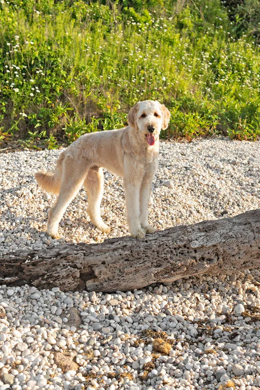 color photo of a golden doodle dog at a beach on Long Island. He's standing on a piece of driftwood