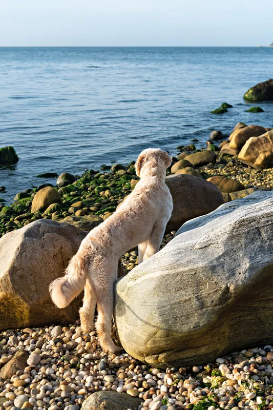 color photo of a golden doodle dog at a beach on Long Island. He's standing on a boulder