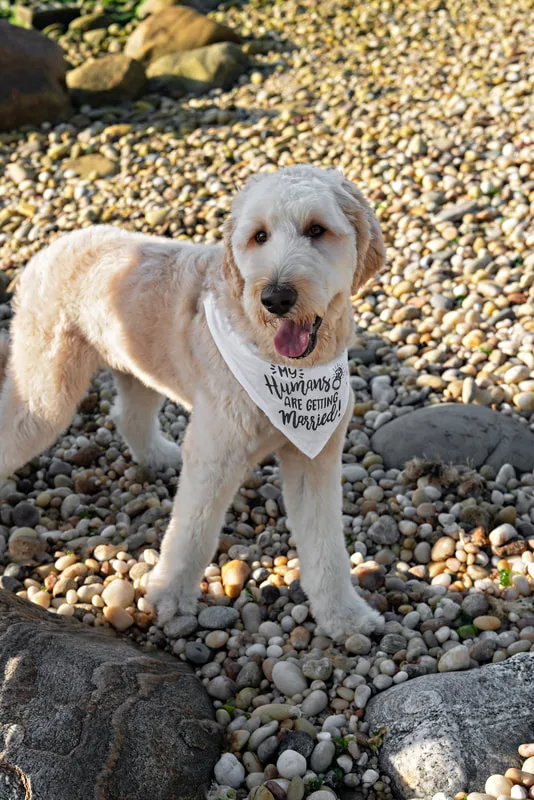 color photo of a golden doodle dog at a beach on Long Island. He's wearing a bandana that reads "my humans are getting married"