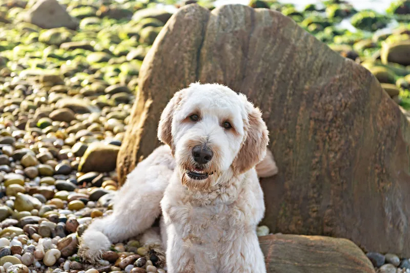 color photo of a golden doodle dog at a beach on Long Island. He's sitting on the rocks in the shade of a boulder
