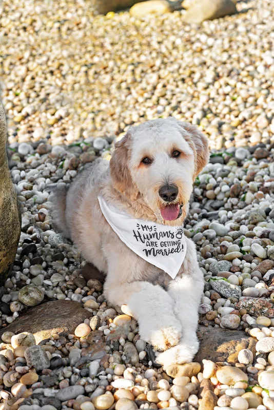 color photo of a golden doodle dog at a beach on Long Island. He's wearing a bandana that reads "my humans are getting married"