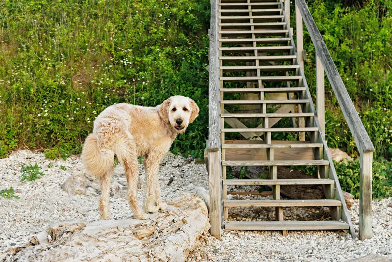 color photo of a golden doodle dog at a beach on Long Island. He's standing on a boulder next to a set of steps