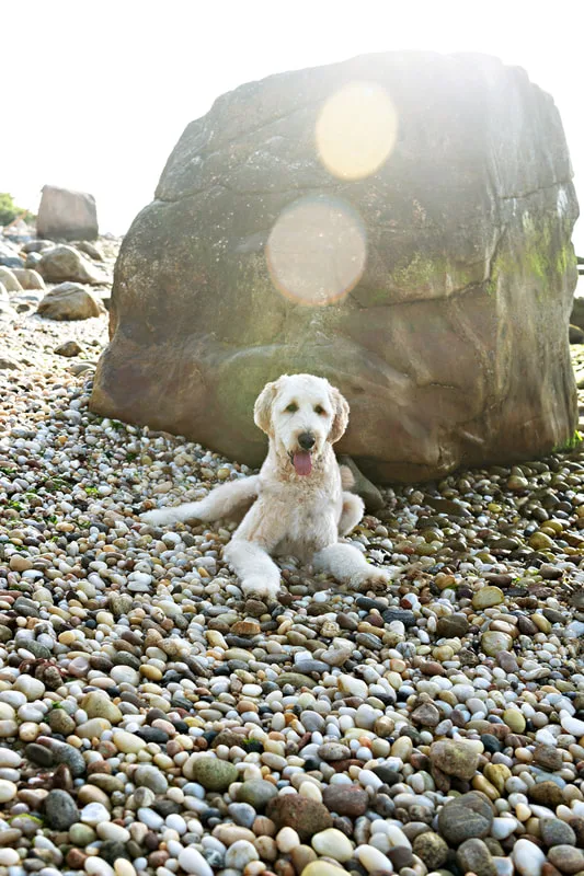 color photo of a golden doodle dog at a beach on Long Island. He's sitting on the rocks in the shade of a boulder