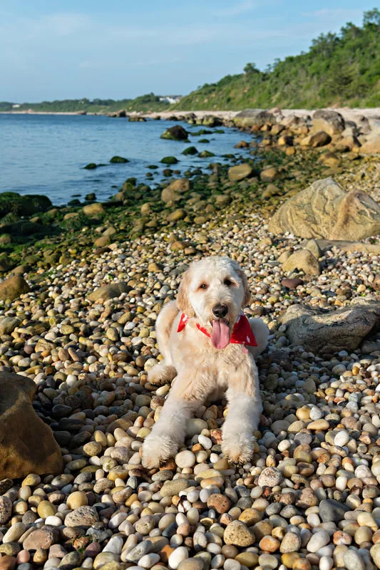 color photo of a golden doodle dog at a beach on Long Island. He's wearing a red bandana