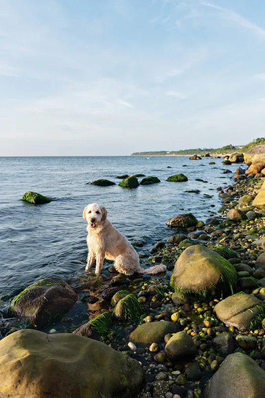 color photo of a golden doodle dog at a beach on Long Island. He's standing on the shore surrounded by rocks