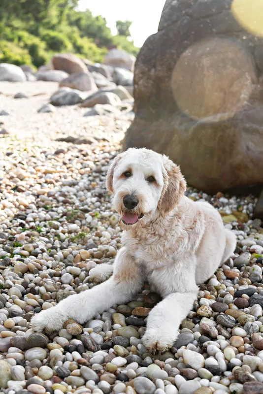 color photo of a golden doodle dog at a beach on Long Island. He's sitting on the rocks in the shade of a boulder