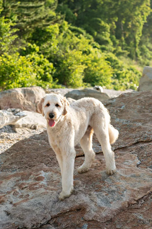 color photo of a golden doodle dog at a beach on Long Island. He's standing on a large boulder