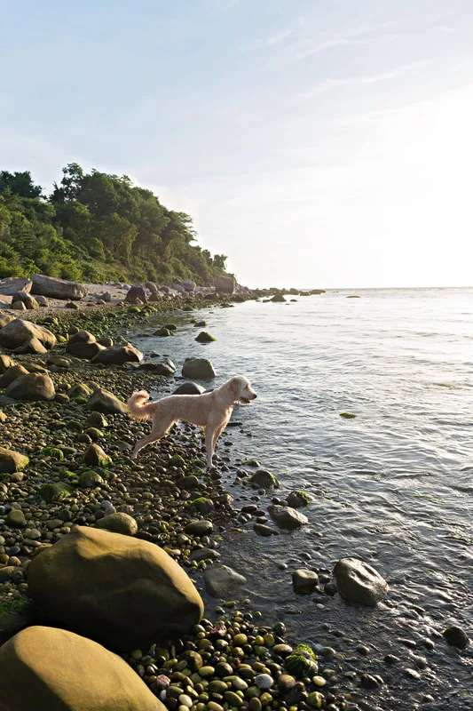 color photo of a golden doodle dog at a beach on Long Island. He's standing at the shore looking out at the water