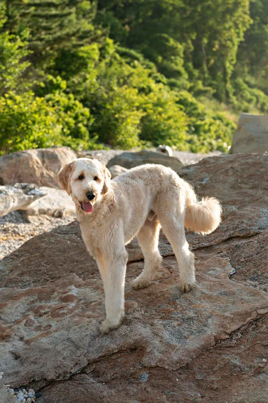color photo of a golden doodle dog at a beach on Long Island. He's standing on a large boulder.