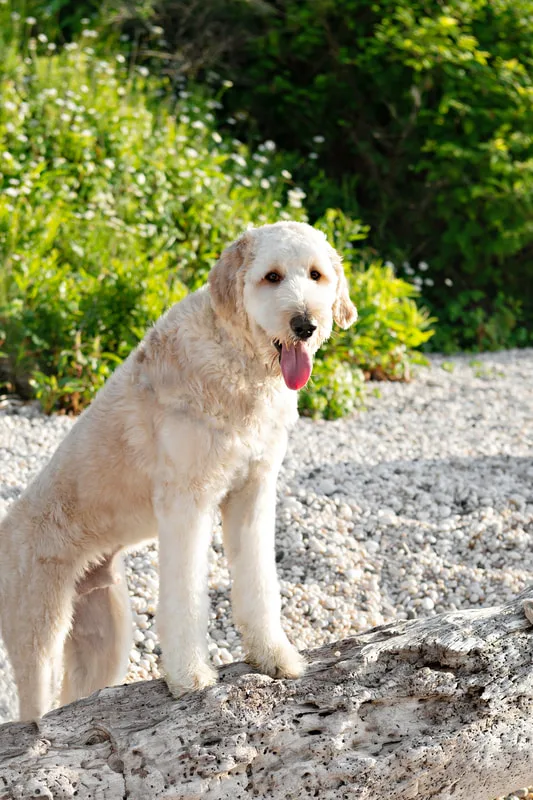 color photo of a golden doodle dog at a beach on Long Island. He's standing on a piece of driftwood