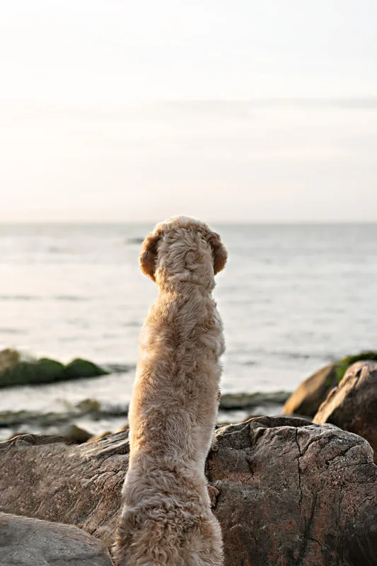 color photo of a golden doodle dog at a beach on Long Island, standing up from behind