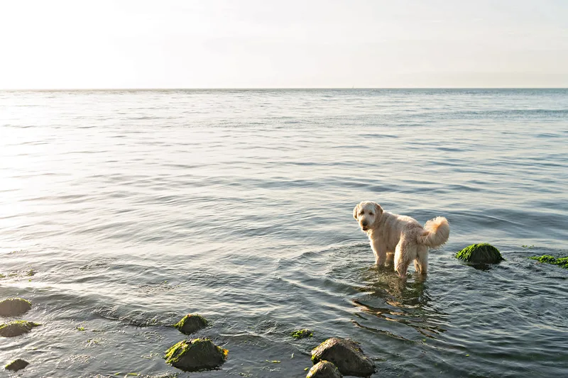 color photo of a golden doodle dog at a beach on Long Island. He's wading in the water