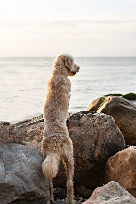 color photo of a golden doodle dog at a beach on Long Island. He's standing up looking to the side