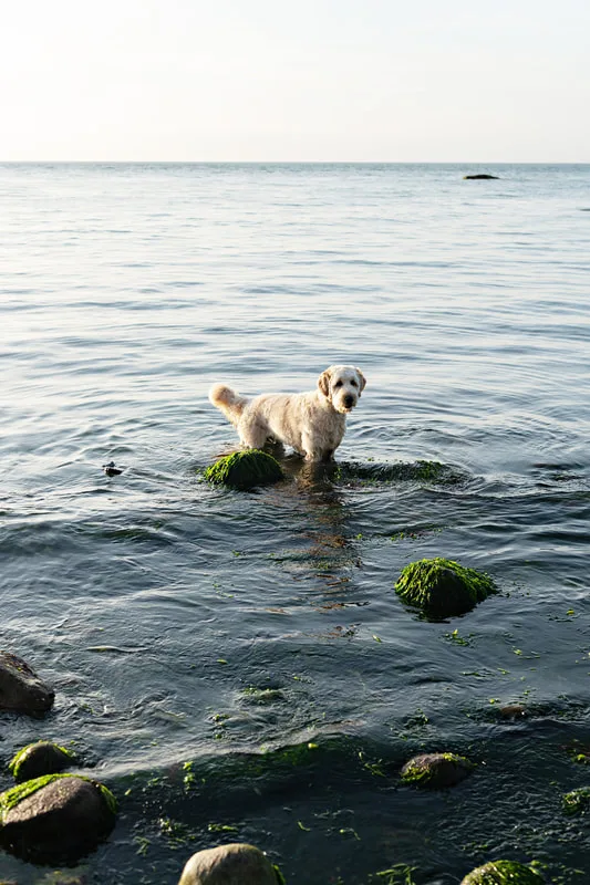 color photo of a golden doodle dog at a beach on Long Island. He's wading in the water