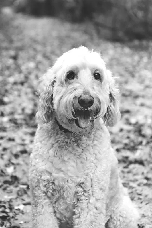 black and white photo of a cream golden doodle dog on a forest trail
