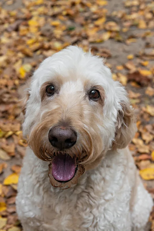 color close up photo of a cream golden doodle dog on a forest trail 
