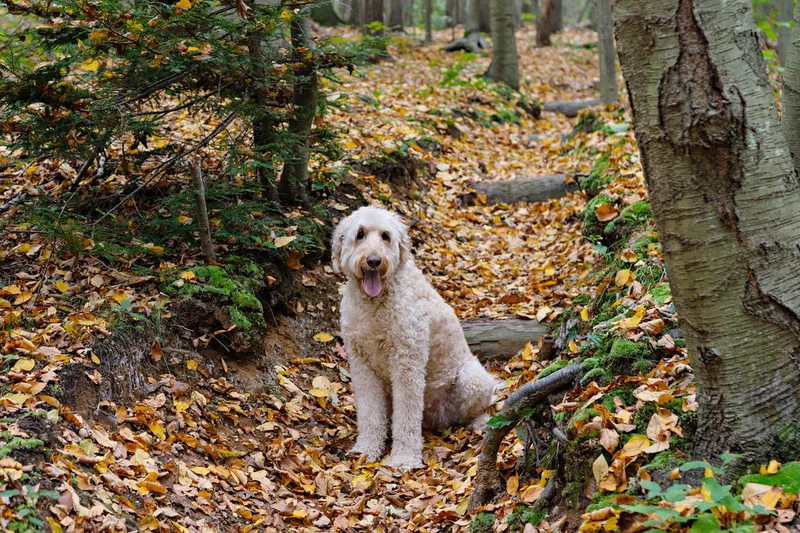 color horizontal photo of a cream golden doodle dog on a forest trail