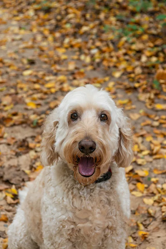 color vertical photo of a cream golden doodle dog on a forest trail