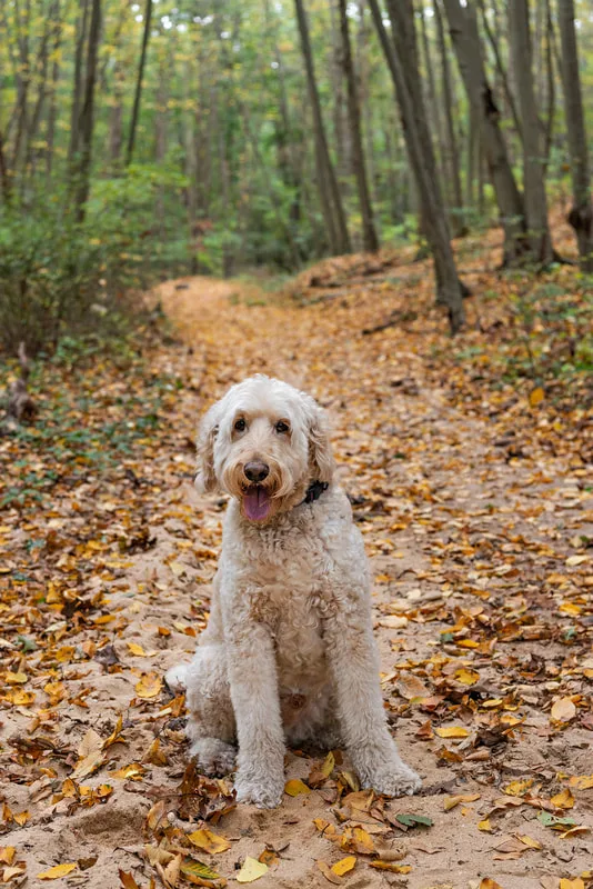 color full body vertical photo of a cream golden doodle dog on a forest trail