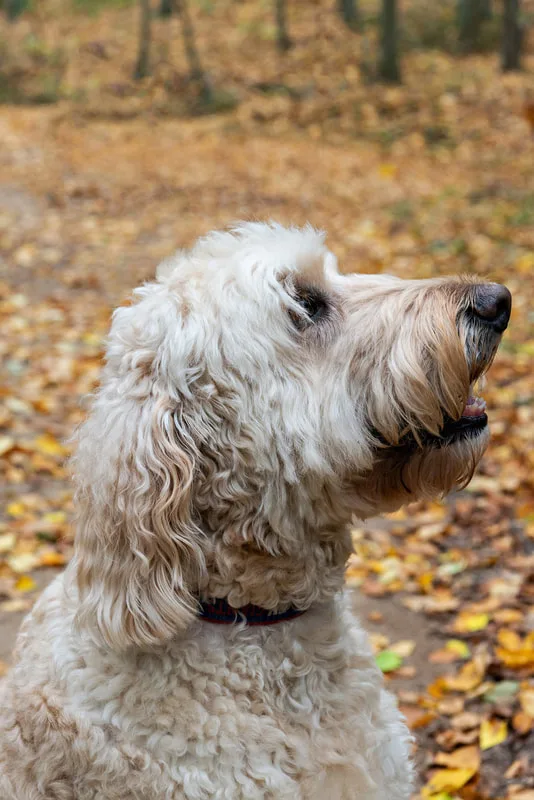 color photo of a cream golden doodle dog on a forest trail in profile looking up at his owner 