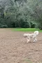 carousel chooser