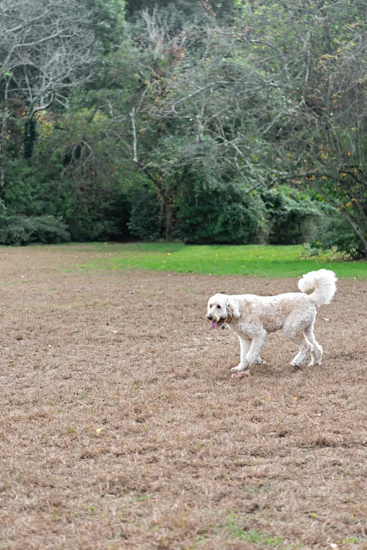 color photo of a cream golden doodle dog running in a dog park